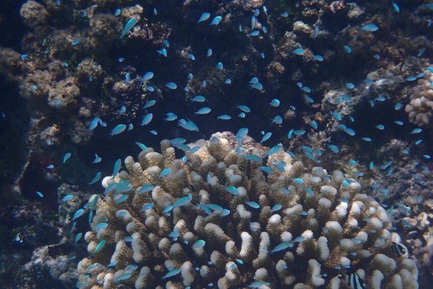 Snorkeling in Taha’a or Raiatea – Half Day by Iriatai Excursions 2