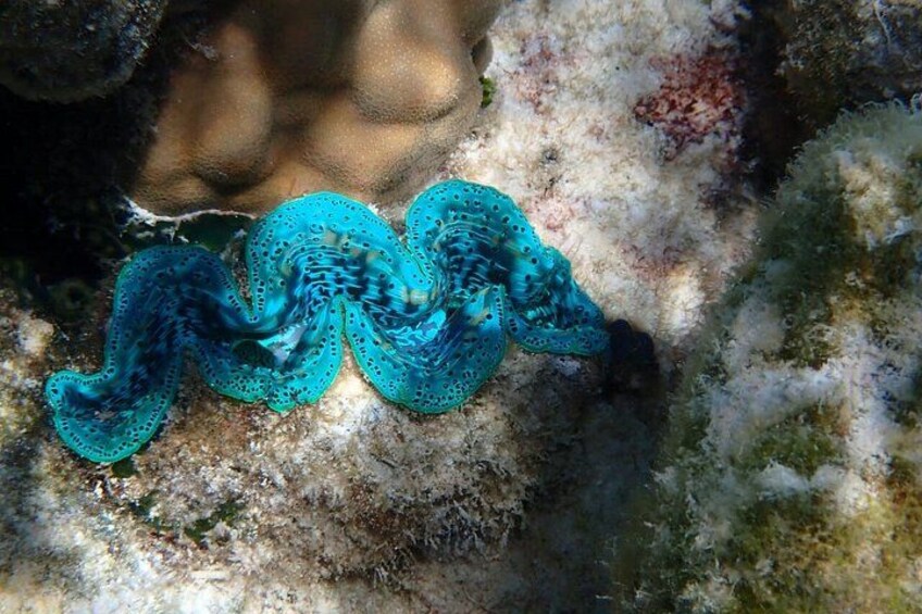 Snorkeling in Taha’a or Raiatea – Half Day by Iriatai Excursions 2