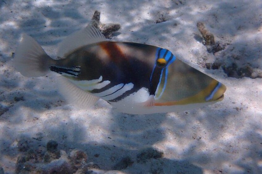 Snorkeling in Taha’a or Raiatea – Half Day by Iriatai Excursions 4