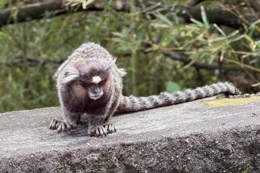 A small monkey on a rock. 2