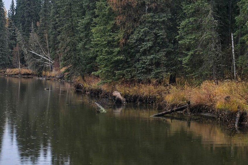 Chena Hot Springs Day Adventure 5