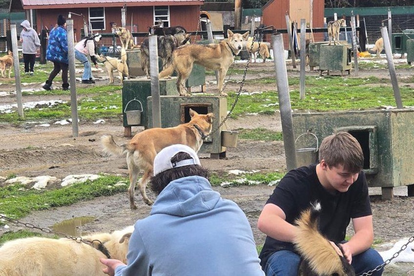 Un groupe de personnes interagissant avec des chiens dans un espace extérieur, avec une zone délimitée par une clôture et quelques bâtiments en arrière-plan. 1