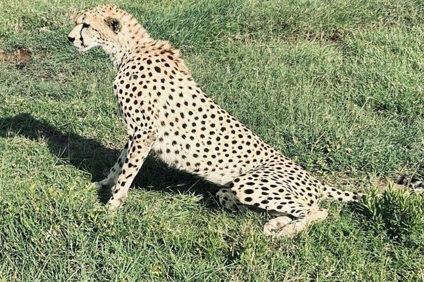 A cheetah sitting on grass. 3