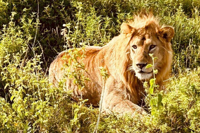 A lion resting in a grassy area with dense vegetation. 4