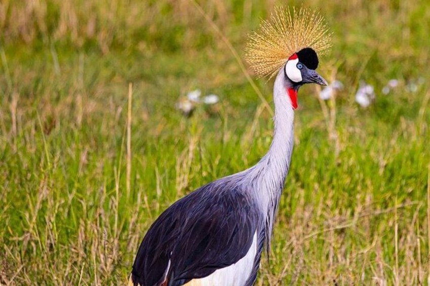 A bird with a distinctive crest and red facial markings standing in a grassy field. 5