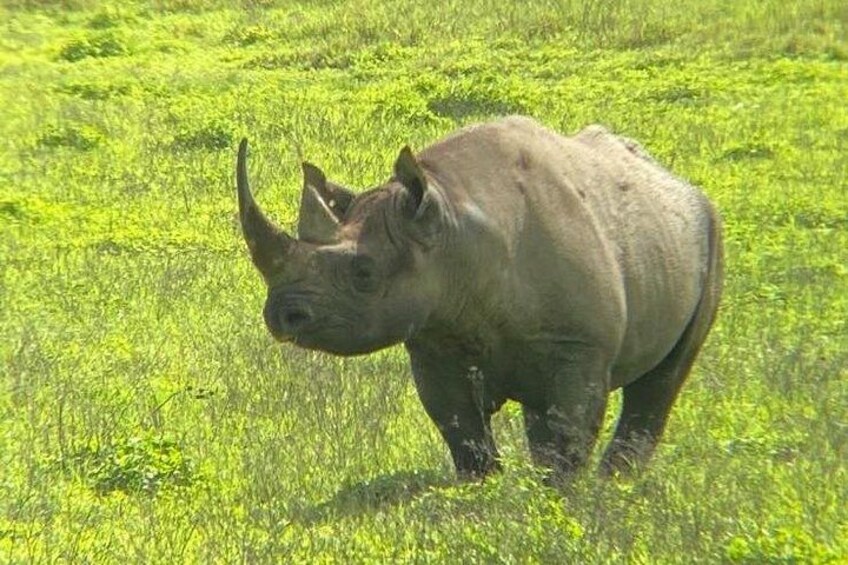 A rhinoceros in a grassy field. 2