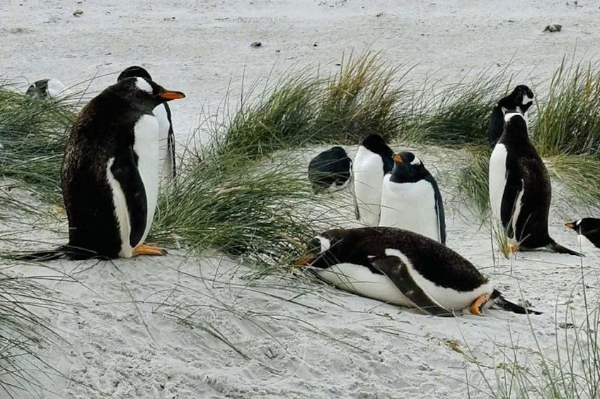Een groep pinguïns op een zandstrand met wat gras. 3