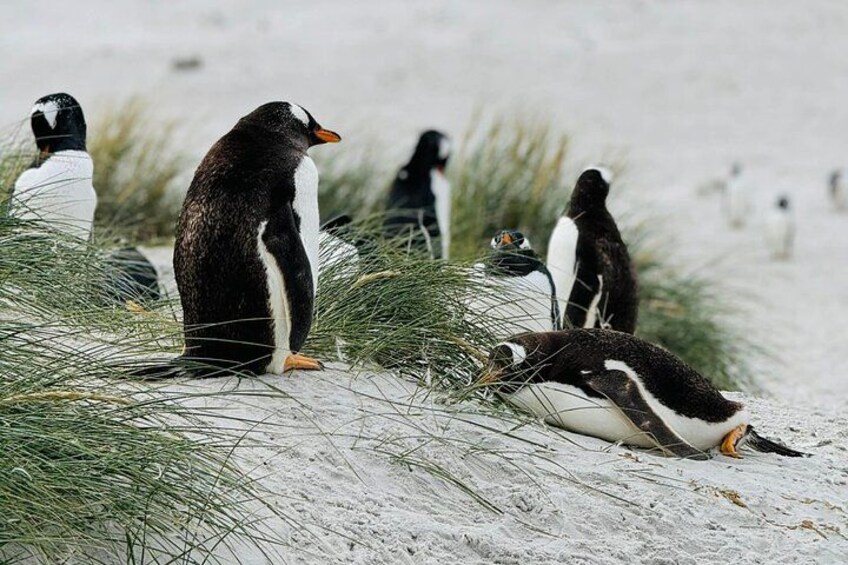 En gruppe pingviner på en sandstrand med lidt græs. 1