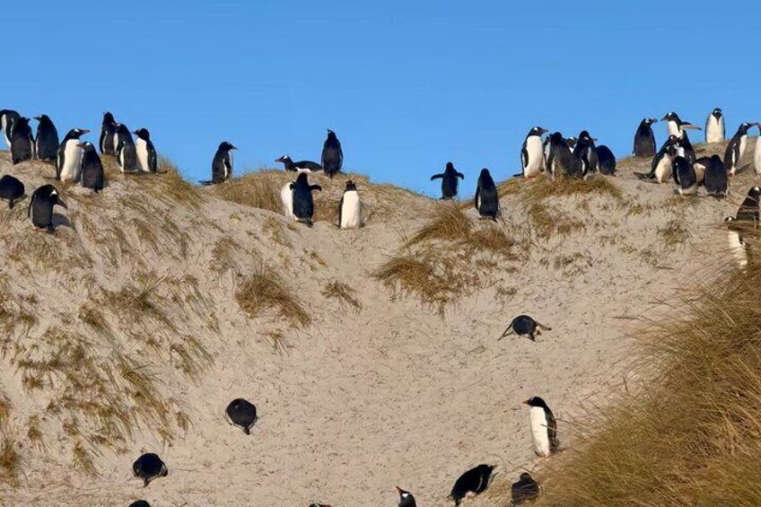 A group of penguins on a sandy hill with sparse grass. 3
