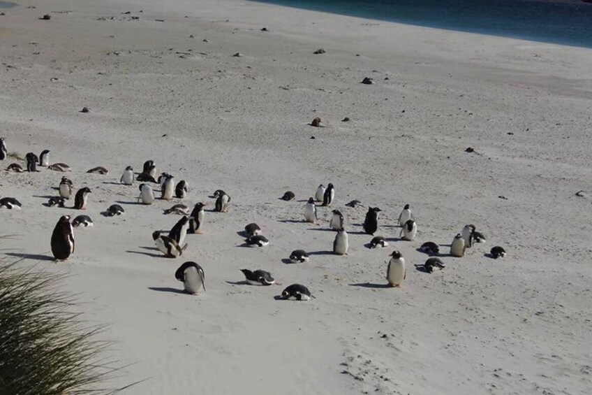 Een zanderig strand met talloze pinguïns verspreid over het zand. 2
