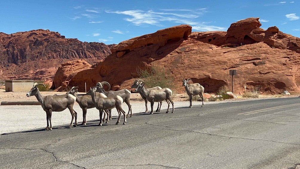 Picture 2 for Activity Las Vegas: Valley of Fire Small Group Tour 4