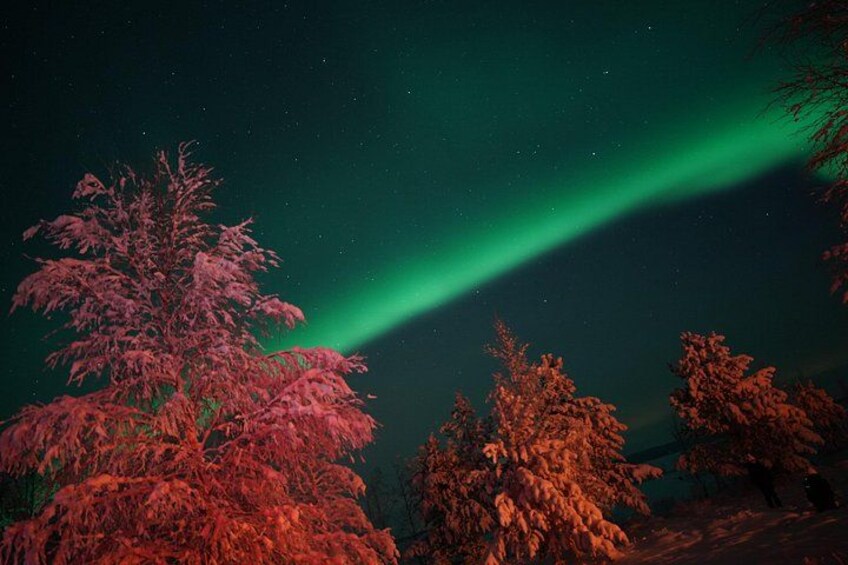 A night scene with the Northern Lights, trees, and a clear sky. 5
