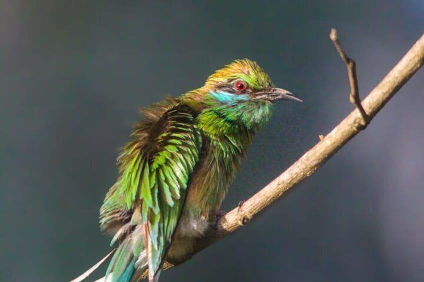 Un pájaro posado en una rama. 5