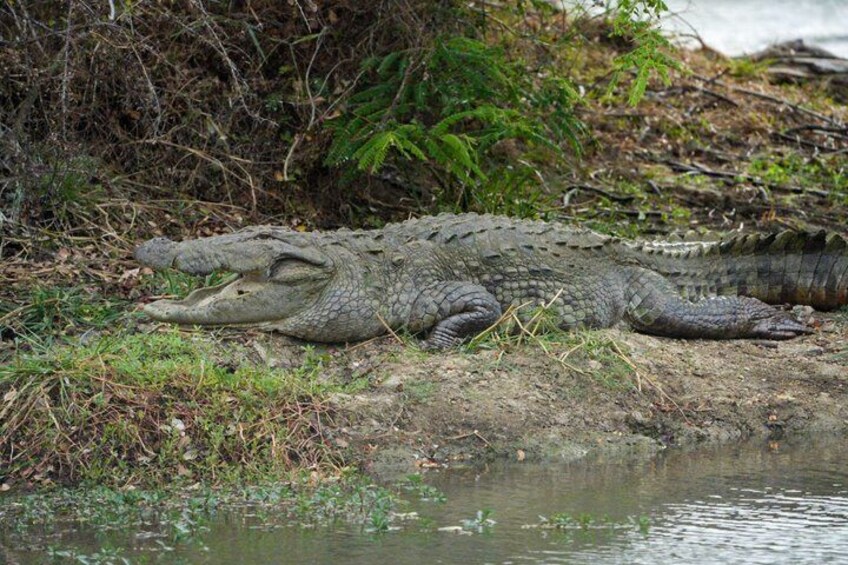 Un cocodrilo descansando junto a una masa de agua. 2
