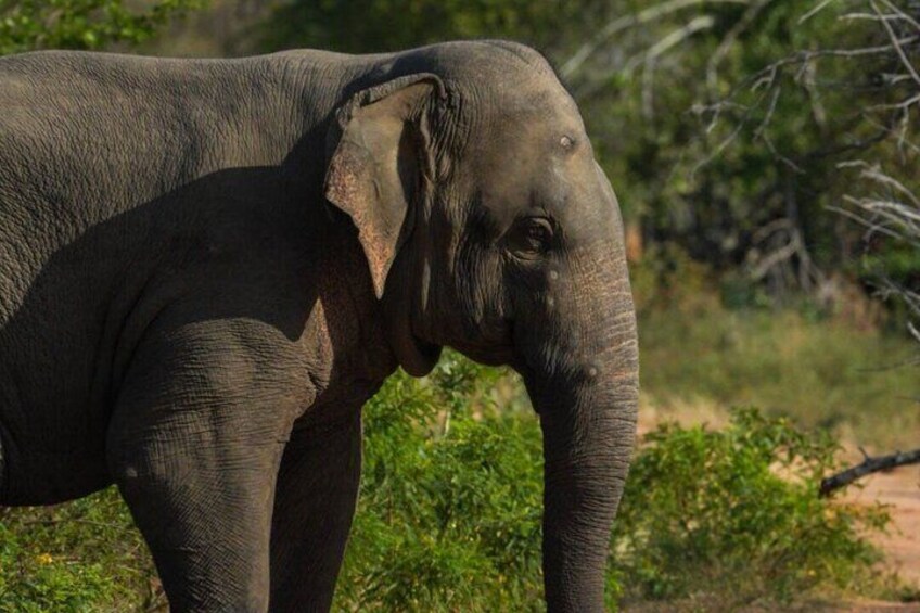 Un elefante de pie en un paisaje natural con vegetación y árboles. 4