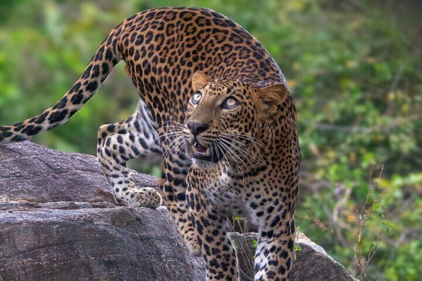Un leopardo sobre una roca, con un fondo verde y frondoso. 1