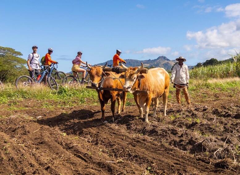 A group of cyclists and oxen in a rural landscape with mountains in the background. 3