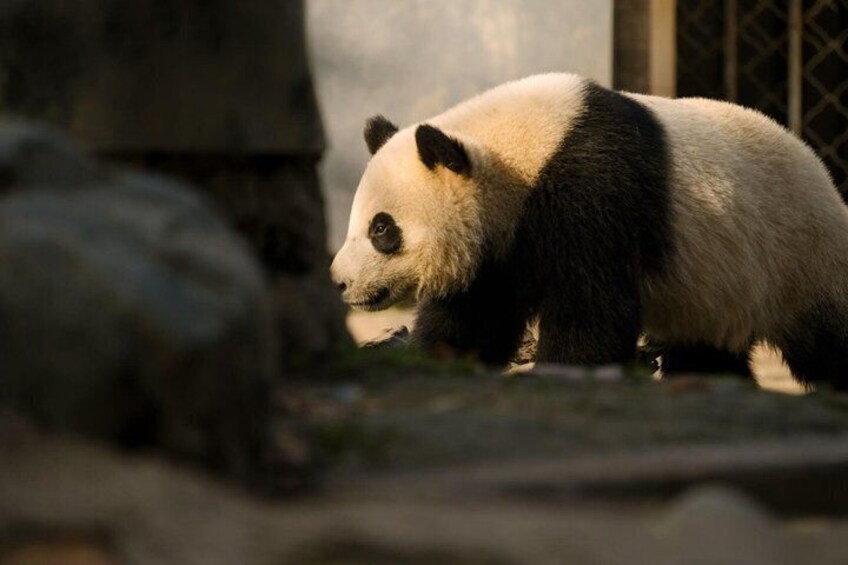 Chengdu Layover Private Panda Tour with Airport Transfer 1