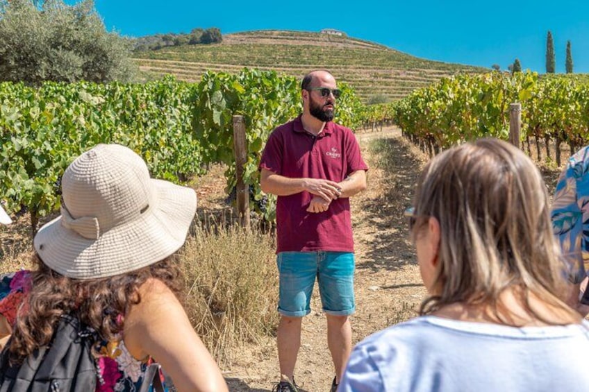 A vineyard with rows of grapevines, a person in a red shirt, and visitors. 5