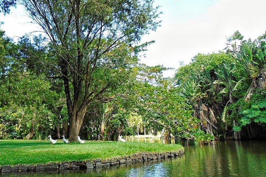 SSR Garden (Pamplemousses) 2