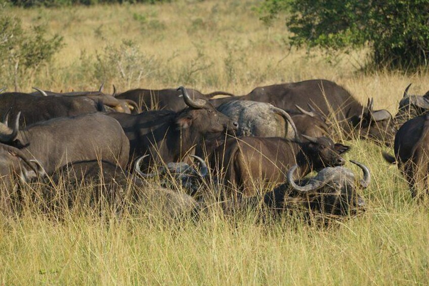 Full Day Akagera National Park in Safari from Kigali 1