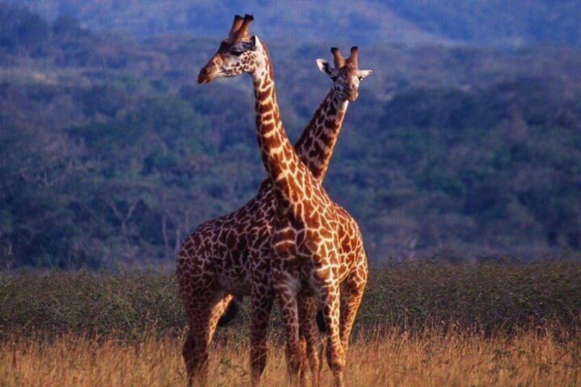 Full Day Akagera National Park in Safari from Kigali 5