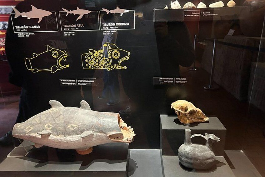 A display of fish skeletons and skulls, including labels and diagrams of different species. 5