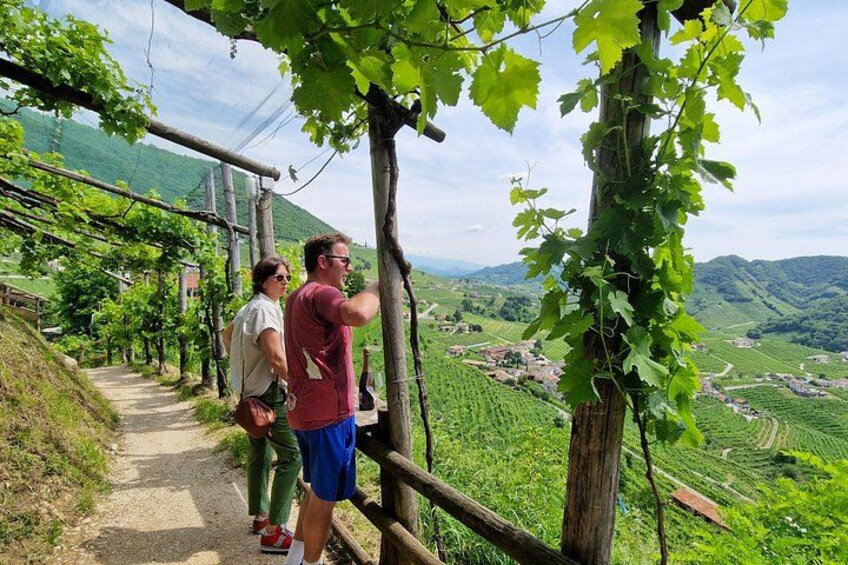 A vineyard with rows of grapevines and a path. 4