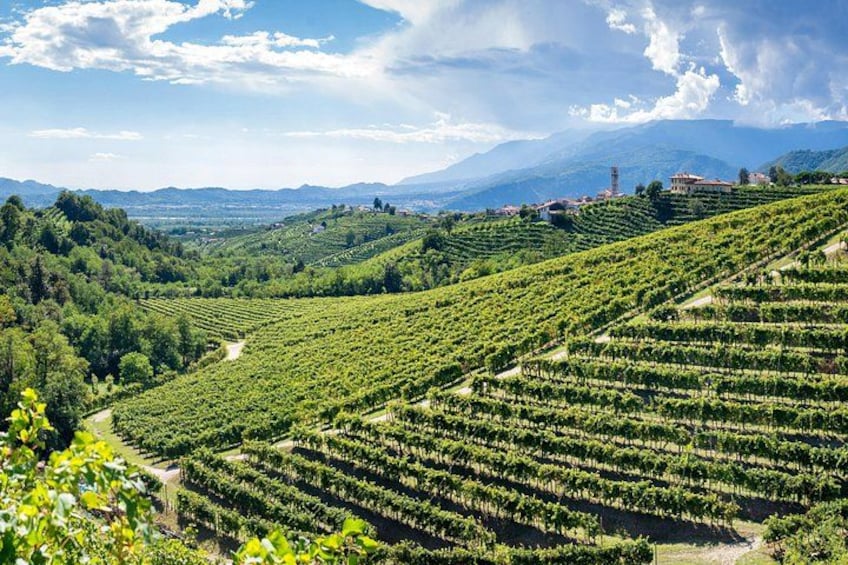 A vineyard with rows of grapevines, a mountain range in the background, and a clear sky. 1