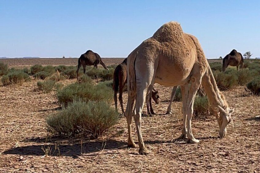 Multi Days desert Tour 3 Days 2 Nights 3