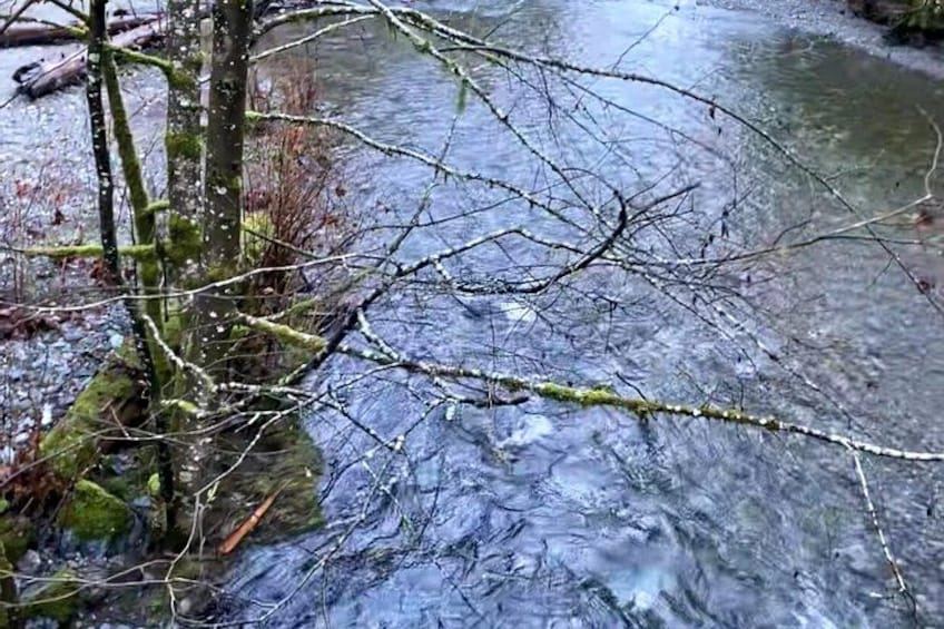 A river with clear water, a tree with moss, and a fallen branch. 3