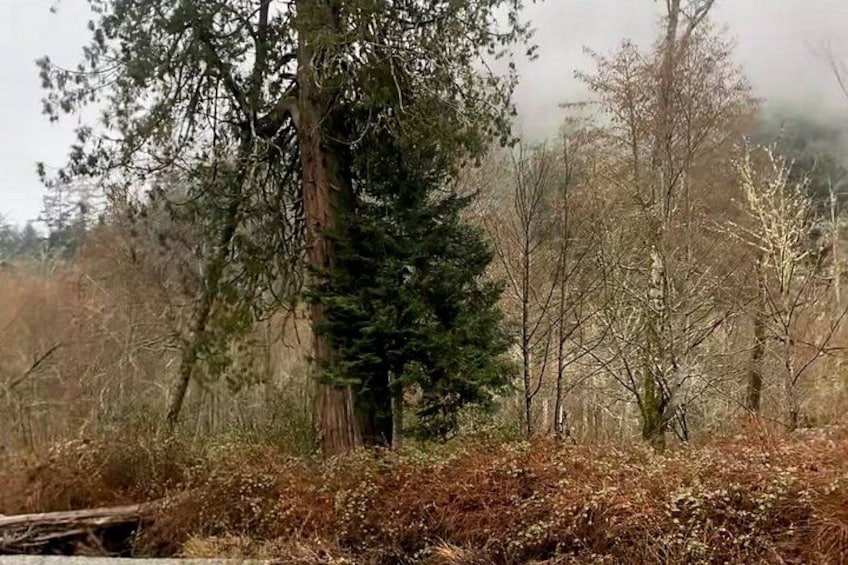 A forest with tall trees and a fallen log. 4