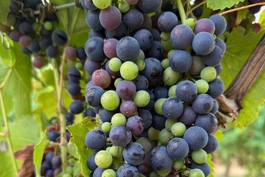 Private Chianti Tour by Van with Wine Tasting from Lucca 5