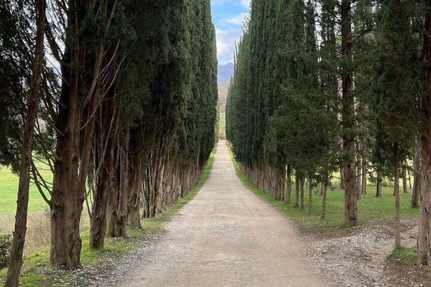 Private Chianti Tour by Van with Wine Tasting from Lucca 4