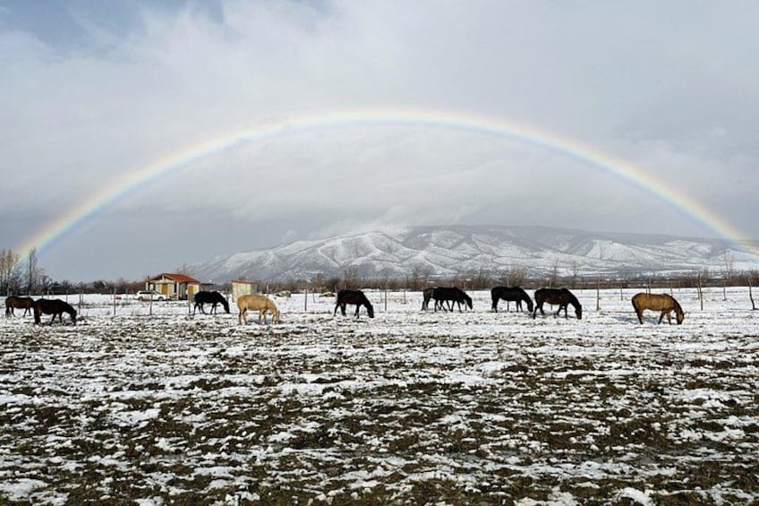 Un arcobaleno su un campo innevato con cavalli al pascolo e una casa sullo sfondo. 2