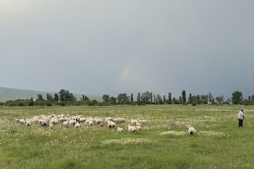 Un pastore guida pecore in un campo, con un arcobaleno sullo sfondo. 5