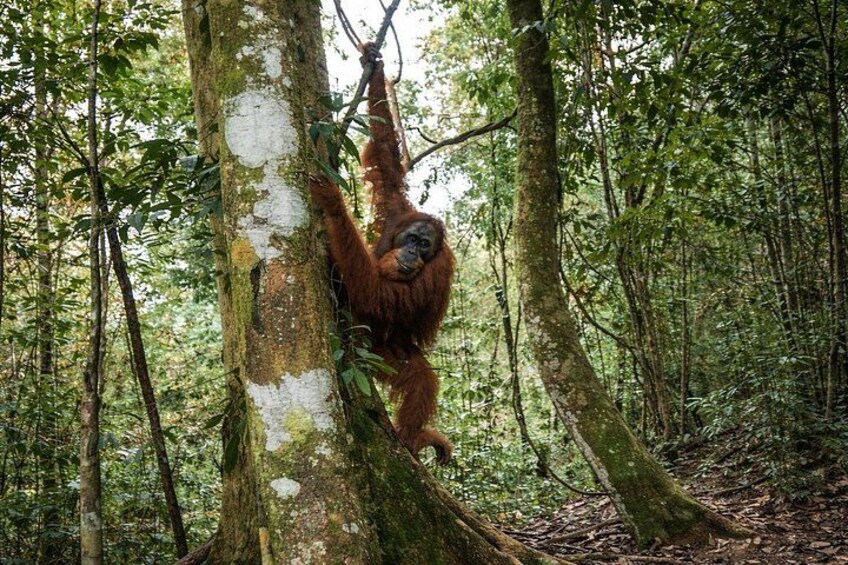An orangutan climbing a tree in a dense forest. 5