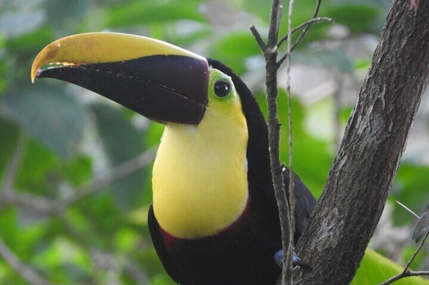 Un tucán posado en una rama de árbol. 5
