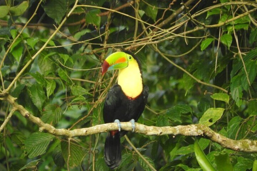 Un tucán posado en una rama en un bosque frondoso. 4