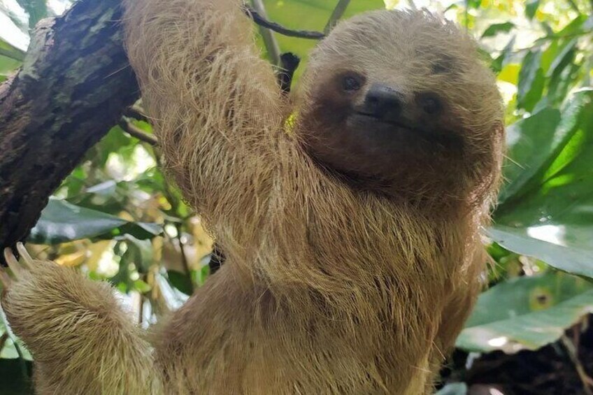 Un perezoso colgando de una rama de árbol. 2