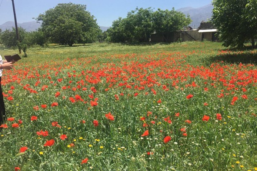 A field of red poppies with green foliage and a few yellow flowers. 5