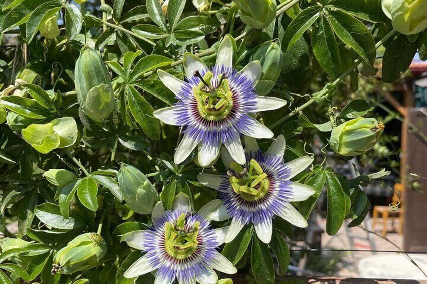 Passionsblomman står i full blom på växten. 5