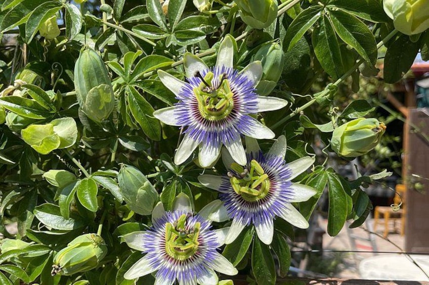 Passion flowers with green leaves and unopened buds. 4