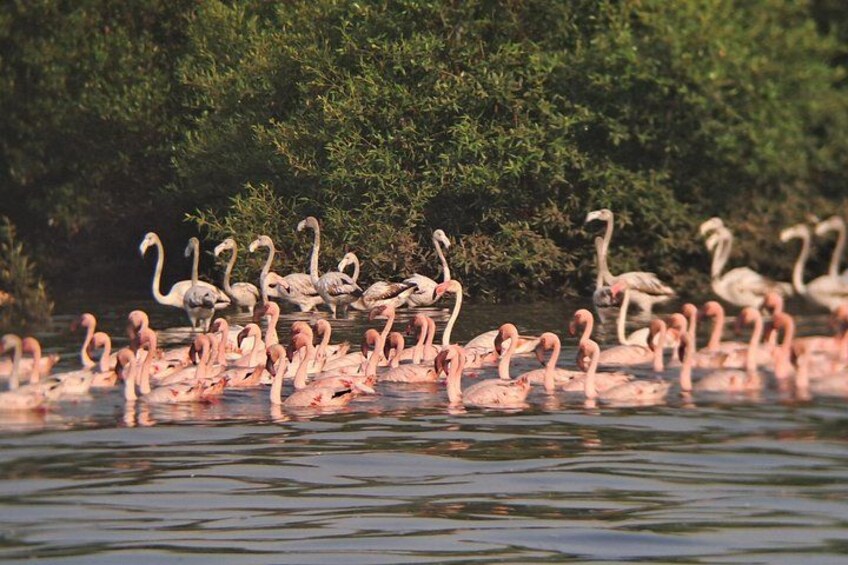 A group of flamingos in a body of water with dense green foliage in the background. 4