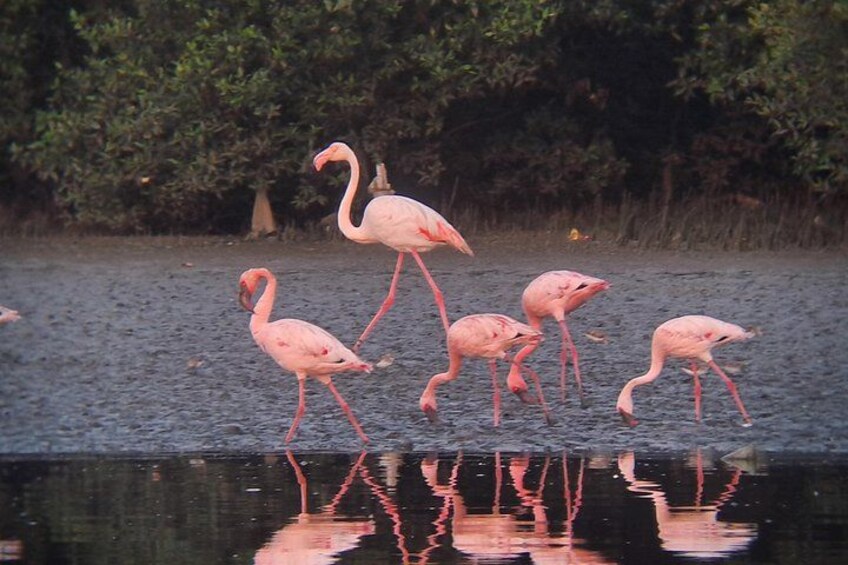 Flamingos standing in shallow water with reflections on the surface. 3