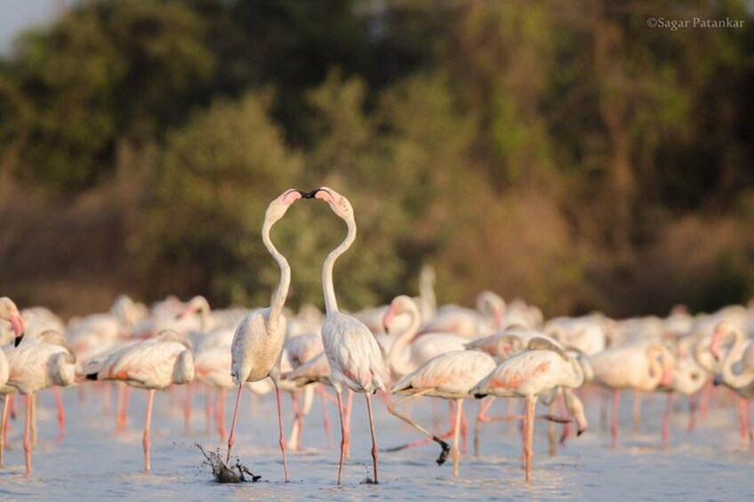 A flock of flamingos with two standing upright and forming a heart shape with their necks. 2