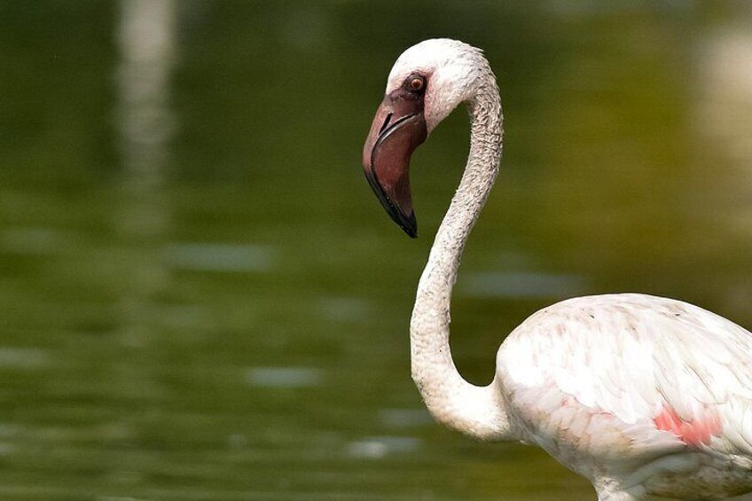A flamingo standing in water. 2