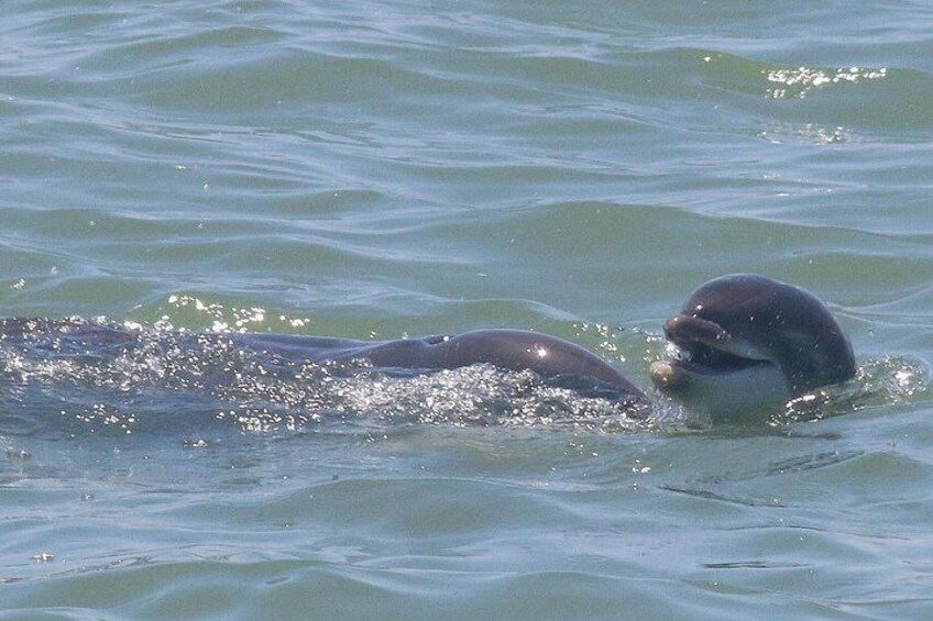 Een dolfijn zwemt in het water. 5