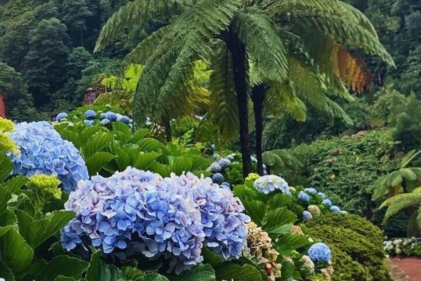 Ein Garten mit Hortensienblüten und einer Palme. 2