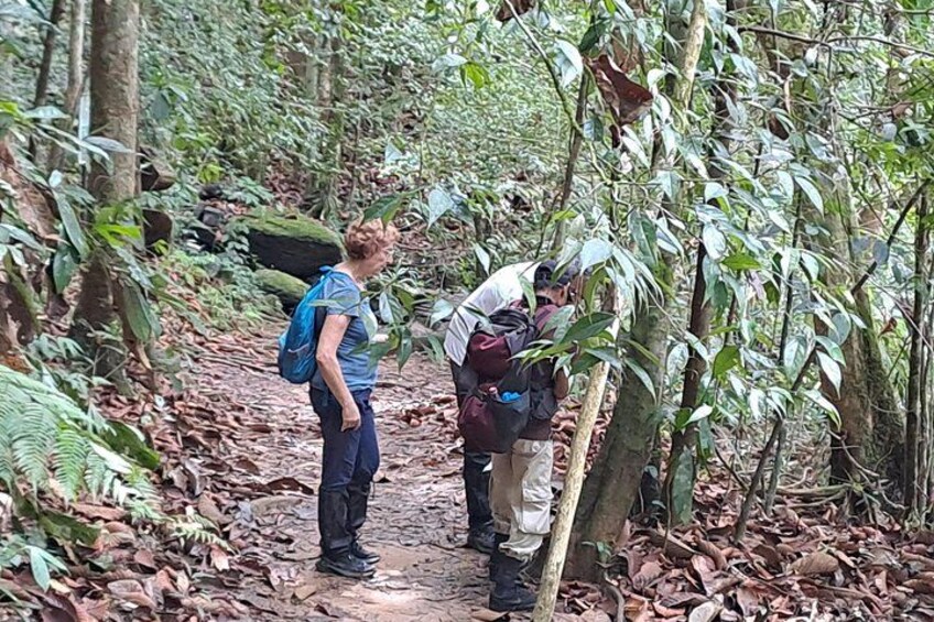 Two people hiking on a forest trail surrounded by dense foliage. 5